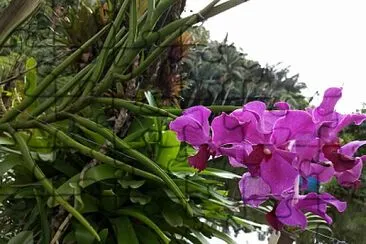 פאזל של Orquidea