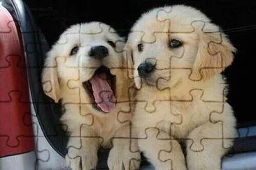 perro golden jigsaw puzzle