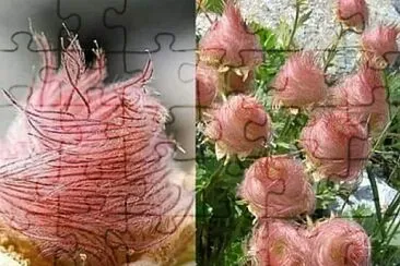 La rosa de sharon. jigsaw puzzle