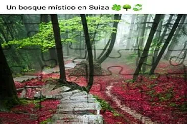 Bosques misticos en Suiza