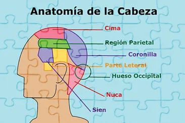 פאזל של parte de la cabeza