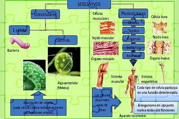 UNICELULAR Y PLURICELULAR jigsaw puzzle