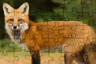 canadian red fox jigsaw puzzle