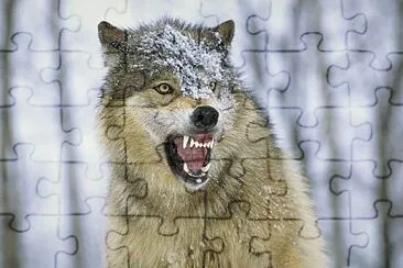 eastern timber wolf not so happy jigsaw puzzle