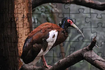 Ibis del Madagascar jigsaw puzzle