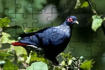 Piccione blu del Madagascar jigsaw puzzle