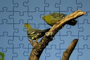 Piccione verde del Madagascar jigsaw puzzle