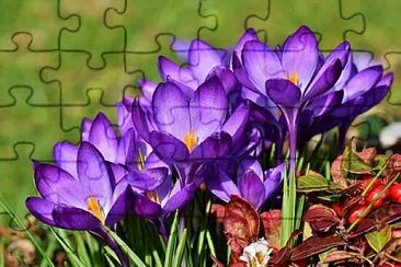 Foto jigsaw puzzle