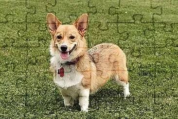 Welsh corgi pembroke jigsaw puzzle