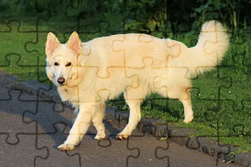 German shepherd white jigsaw puzzle