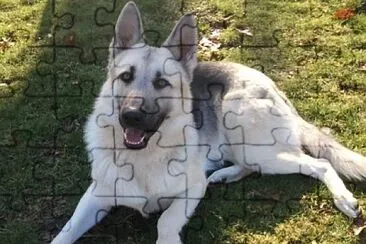 German shepherd white and silver jigsaw puzzle