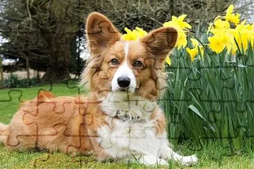 Welsh corgi cardigan