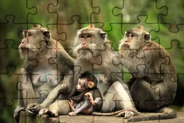 el hermoso jigsaw puzzle