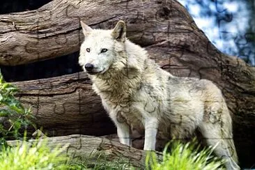 Canadian Timber Wolf