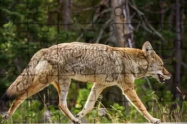 coyote jigsaw puzzle