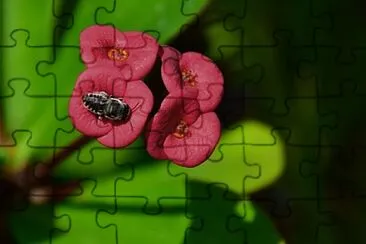 OK jigsaw puzzle