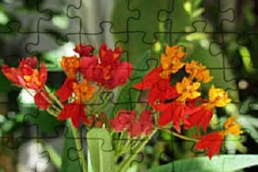 OK jigsaw puzzle