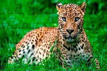 leopardo jigsaw puzzle