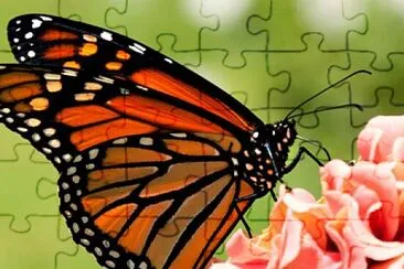 mariposa jigsaw puzzle