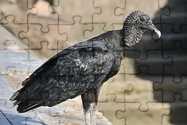 Black vulture jigsaw puzzle