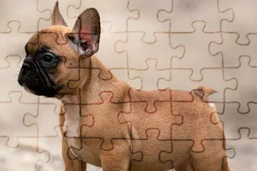 kiba jigsaw puzzle