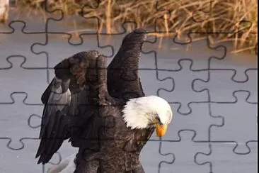 aguila jigsaw puzzle