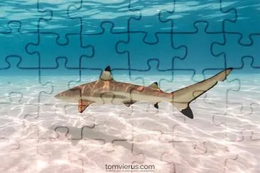 tiburon jigsaw puzzle