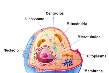 Célula Animal
