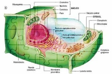 Célula Vegetal