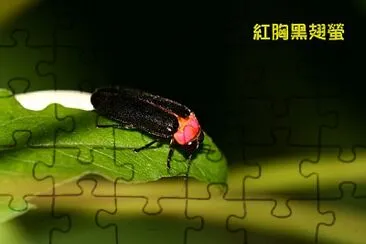 紅胸黑翅螢 jigsaw puzzle