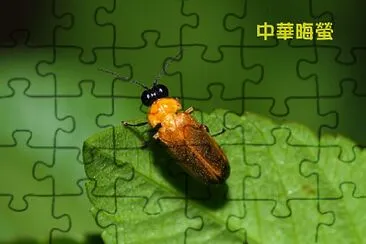 中華晦螢 jigsaw puzzle