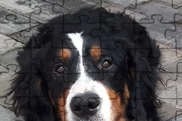 Berner Sennenhund Cora jigsaw puzzle