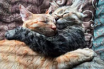 dos gatos abrazados y durmiendo