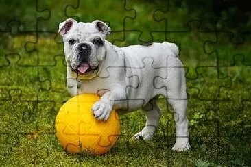  jigsaw puzzle