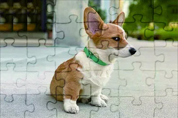 可愛動物 jigsaw puzzle