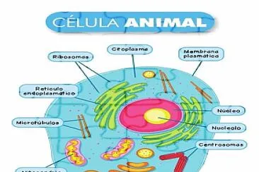 Célula Animal