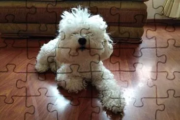 Perrita French Poodle jigsaw puzzle