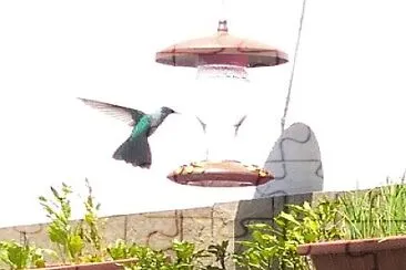 פאזל של Colibrí Herrero