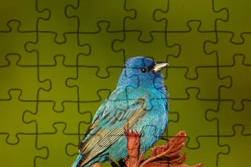 Passerina cyanea jigsaw puzzle