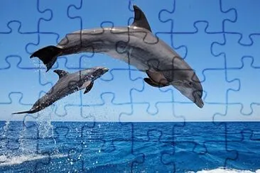 delfin jigsaw puzzle