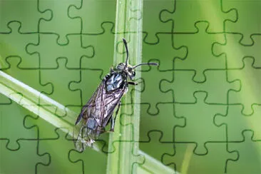 Arge ciliaris jigsaw puzzle