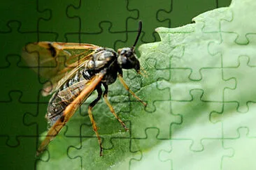 Arge rustica jigsaw puzzle