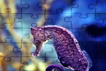 Caballito de mar Morado jigsaw puzzle