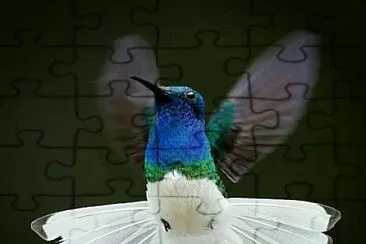 פאזל של colibrí