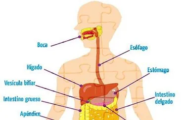 sistema digestivo