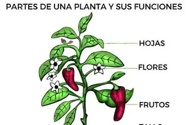 פאזל של Partes de las plantas