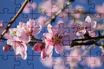 sakura jigsaw puzzle