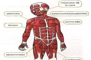 Locomotion System