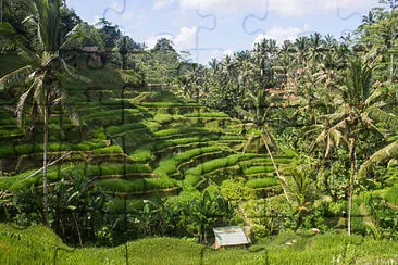 CAMPOS DE ARROZ-BALI, INDONESIA jigsaw puzzle