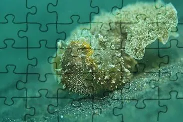 Melibe fimbriata jigsaw puzzle